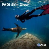 Skin Diver Image 500 x 500