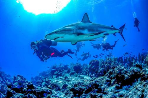 Shark-Diving-Turks-Caicos (1)